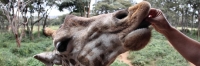 Nairobi_GiraffeCentre_4516 1